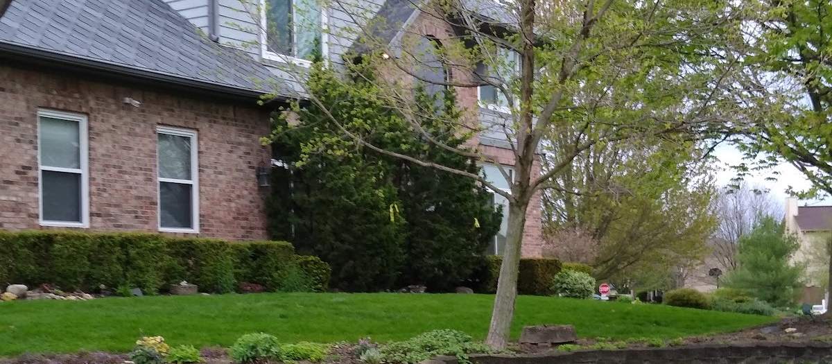 A freshly mown front yard with a stone retaining wall bed, a young maple tree and clipped hedges in front of a brick and gray-siding house.